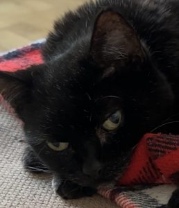 Healing from pet bereavement