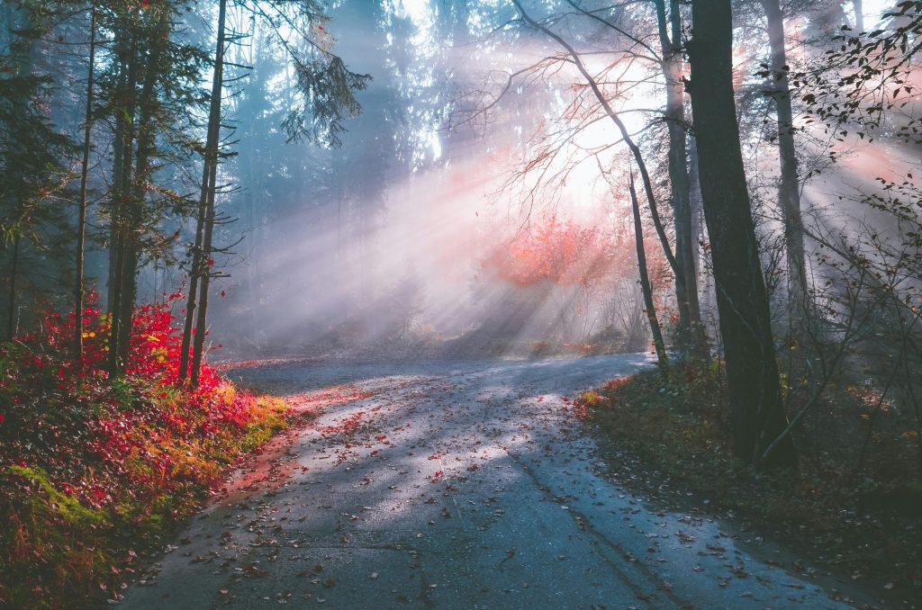 Light through trees on a forest path.representing gentle hope and healing