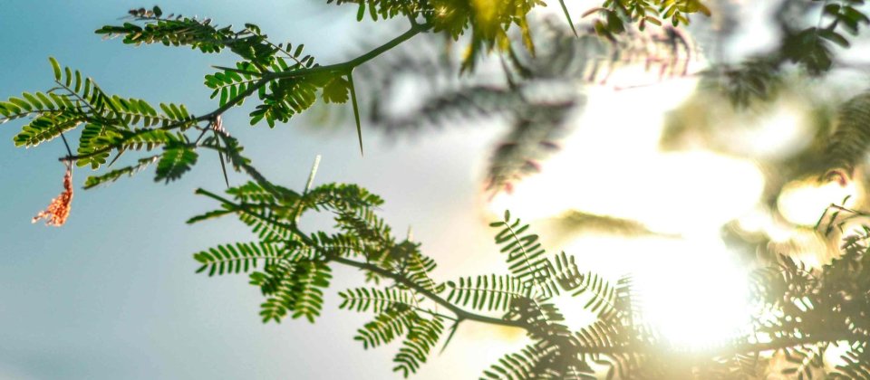 soft sunlight through green leaves with a small butterfly, creating a calming scene that reflects the gentle and transformative atmosphere of therapy