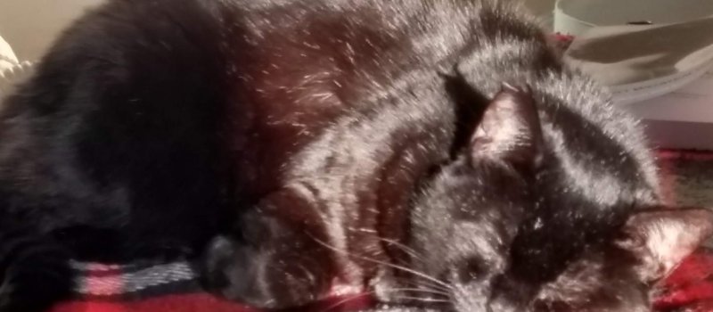 Black cat sleeping peacefully in the sunshine